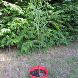 Dypsis plumosa