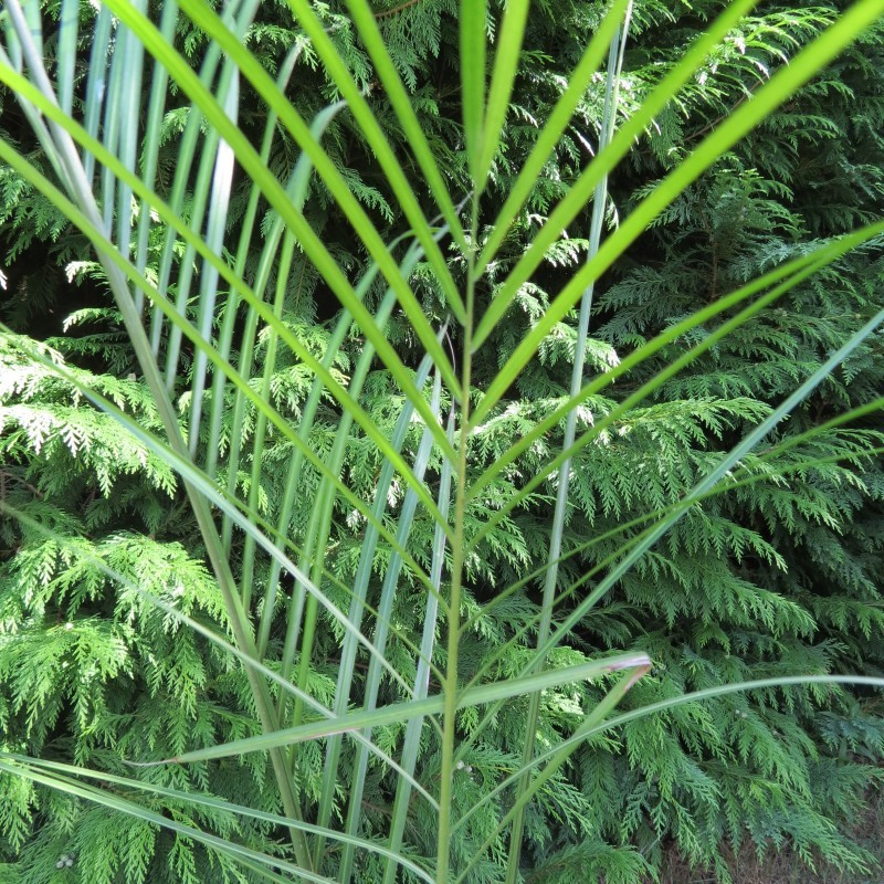 Dypsis plumosa