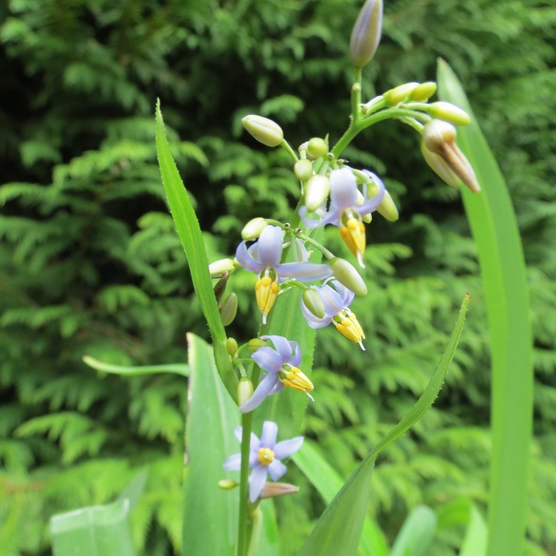 Dianella caerulea