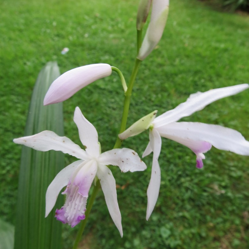 Bletilla striata kuchibeni