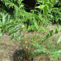 Blechnum minus 2 l