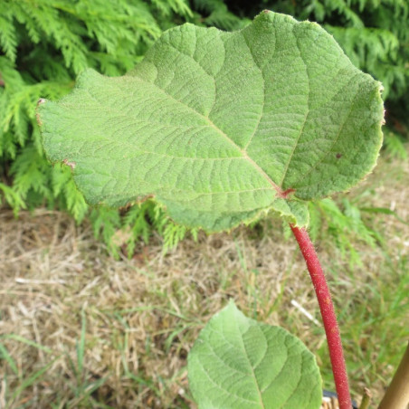 Actinidia Tomuri