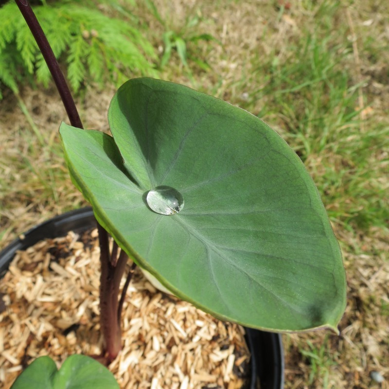 Colocasia bikini tini