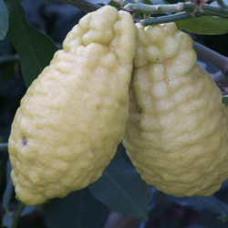 Citrus medica