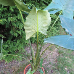 Alocasia zebrina