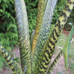 Alocasia zebrina