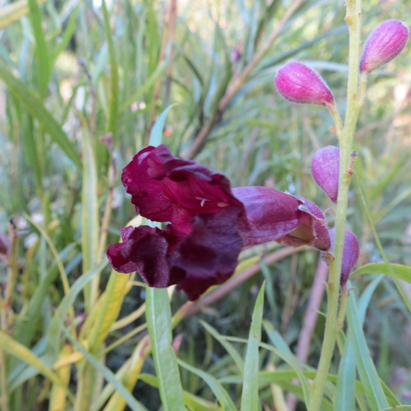 Chilopsis linearis 'Burgundy'