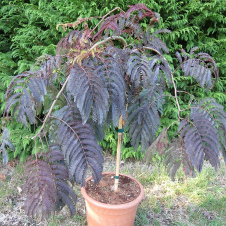 Albizia chocolate fountain