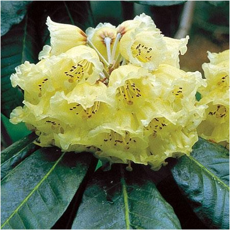 Rhododendron macabeanum