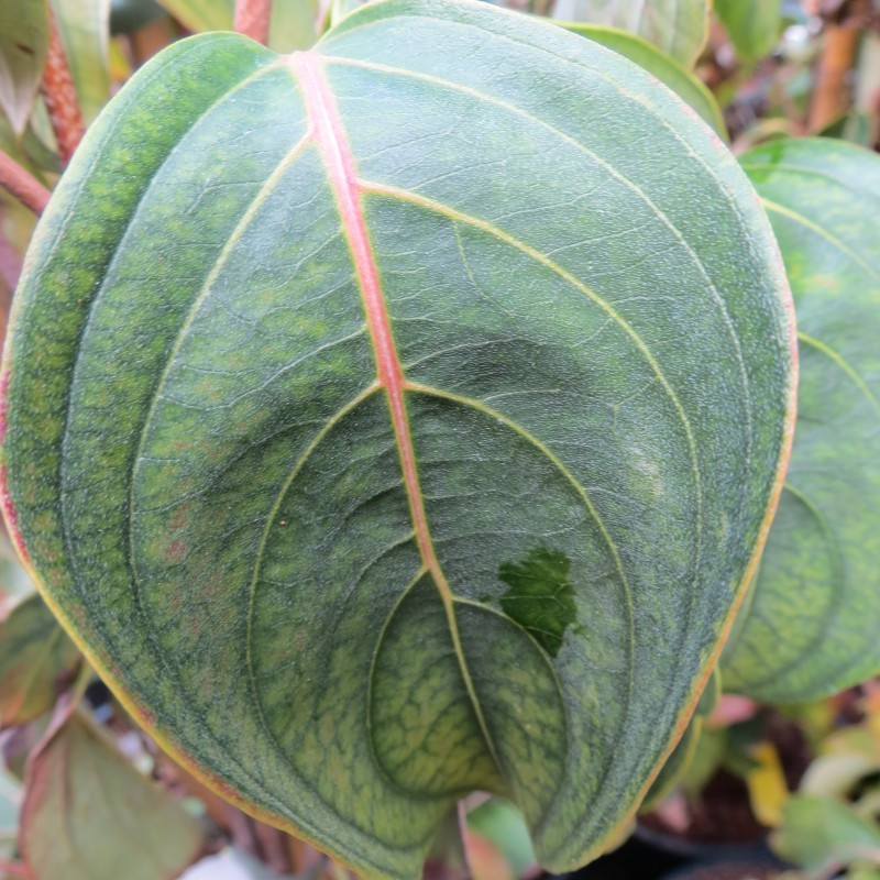 Cornus kousa blue shadow