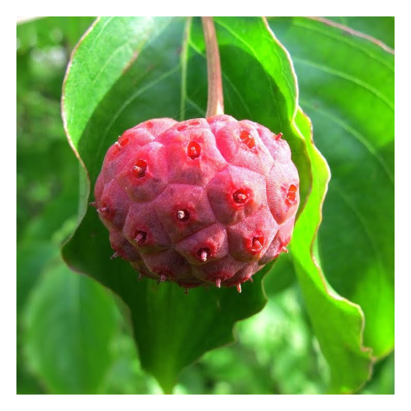 Cornus kousa big apple