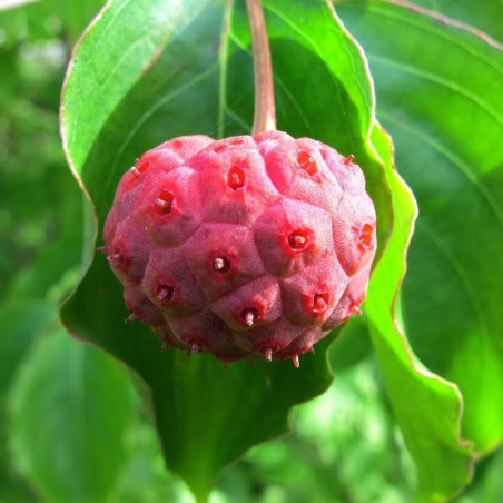 Cornus kousa big apple