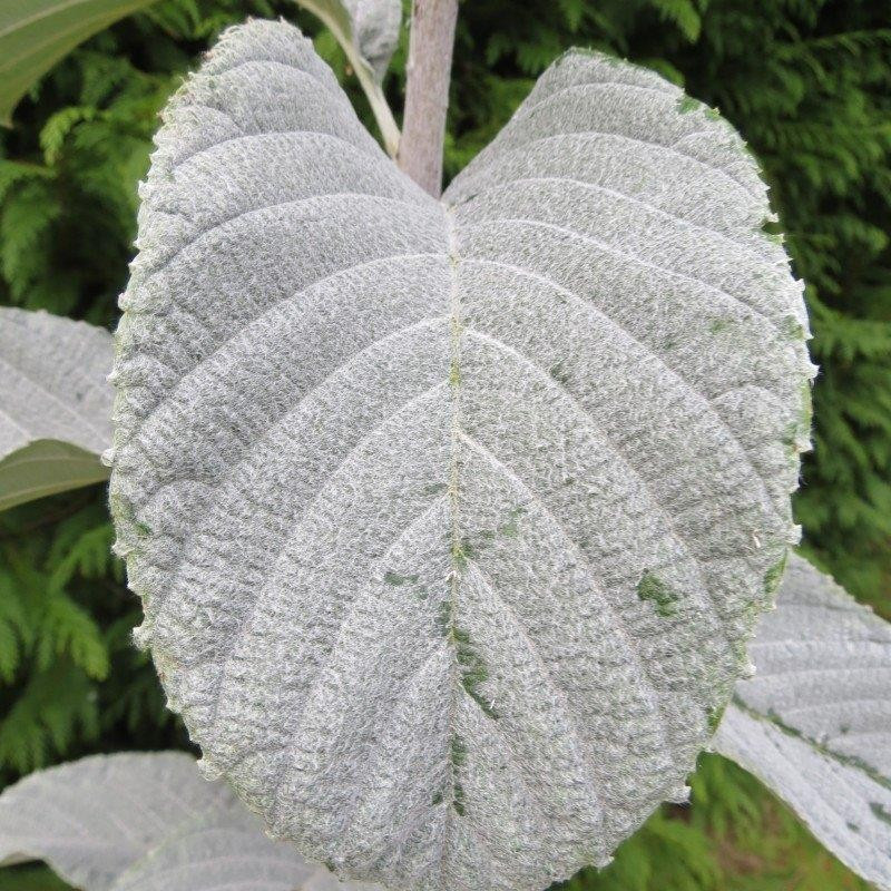 Sorbus wardii