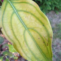 Cornus trinity star