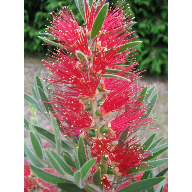 Callistemon 'Captain Cook'