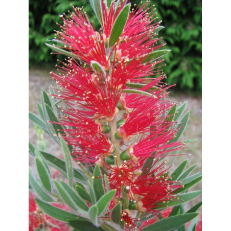 Callistemon 'Captain Cook'