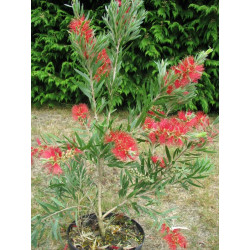 Callistemon 'Captain Cook'