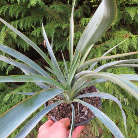 Yucca recurvifolia x Yucca treculeana caniculata