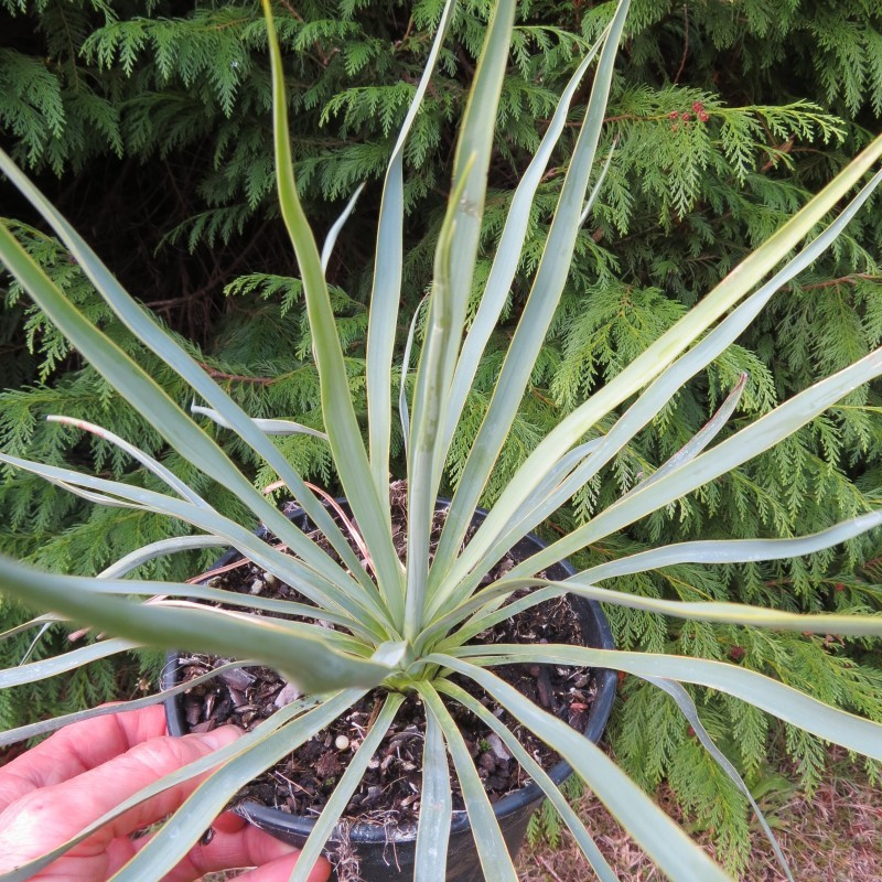 Yucca filamentosa x Yucca rostrata