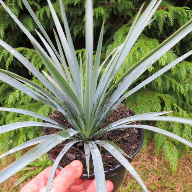 Yucca recurvifolia x Yucca linearifolia bleu