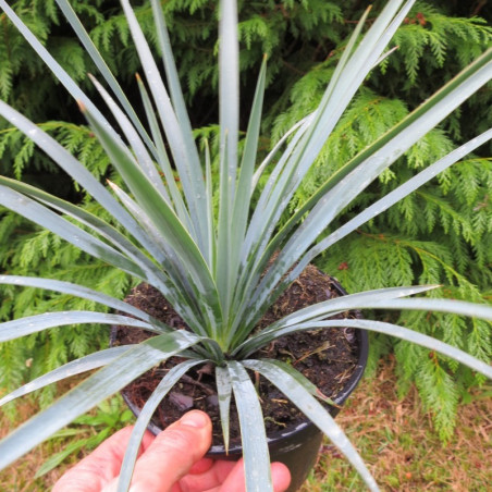 Yucca recurvifolia x Yucca linearifolia bleu