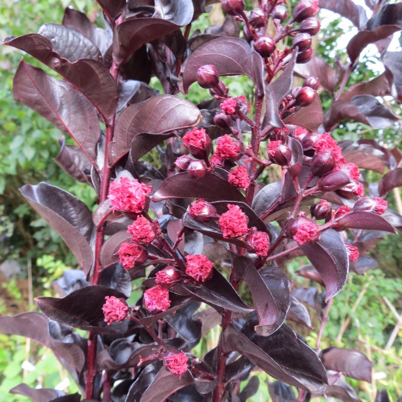 Lagerstroemia Indica Best Red Black Diamond Crape Myrtle Tree