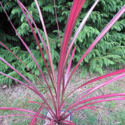 Cordyline zumba™