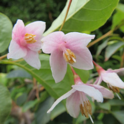 Styrax pink parasol®