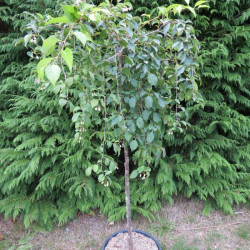 Styrax pink parasol®