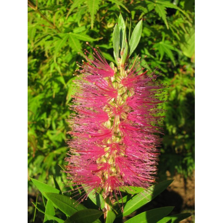 Callistemon 'hot pink'