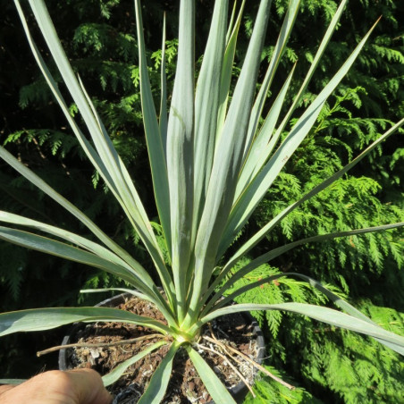 Yucca filamentosa x Yucca gloriosa