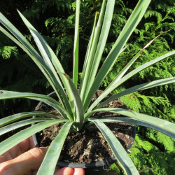 Yucca linearifolia blue x Yucca treculeana caniculata