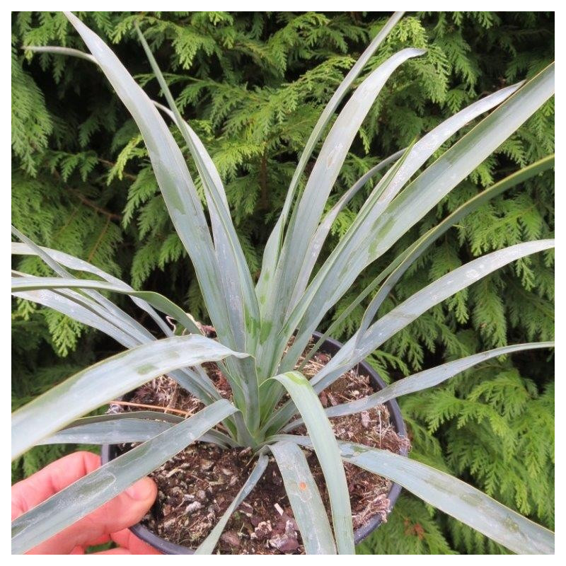 Yucca recurvifolia x Yucca thompsoniana