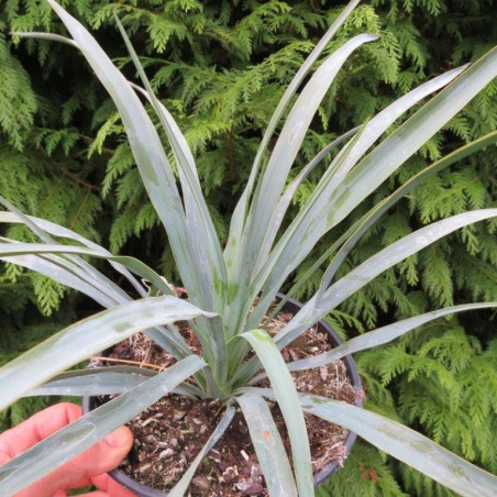 Yucca recurvifolia x Yucca thompsoniana