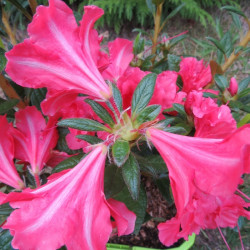 Azalea encore® princess