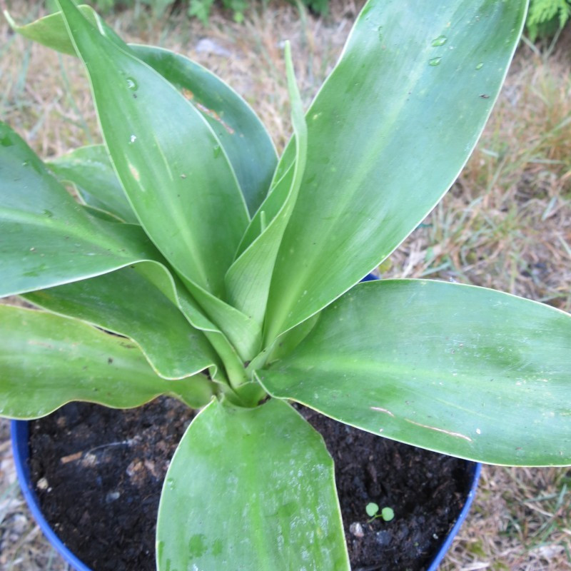 Doryanthes palmeri