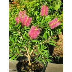 Callistemon 'hot pink'