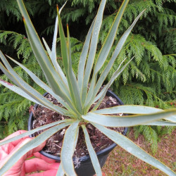 Yucca filamentosa x Yucca thompsoniana