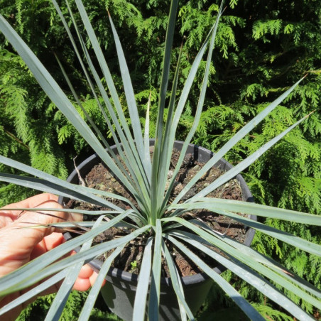 Yucca linearifolia blue x Yucca thompsoniana