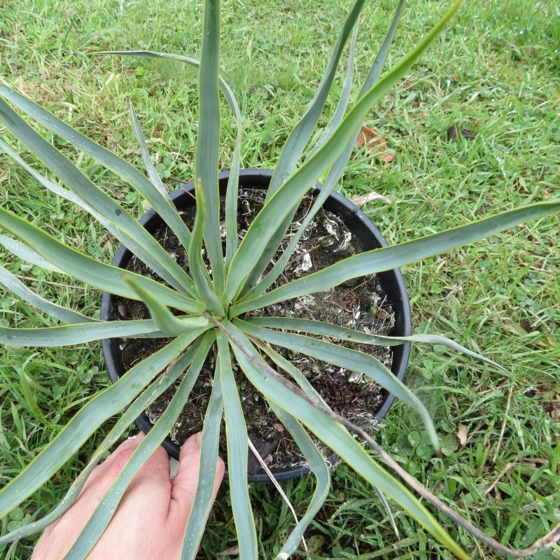 Yucca filamentosa bright edge x Yucca thompsoniana