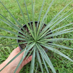 Yucca linearifolia blue x Yucca recurvifolia