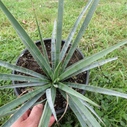 Yucca linearifolia bleu x Yucca treculeana