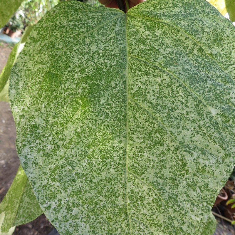 Catalpa speciosa pulverulenta