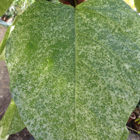 Catalpa speciosa pulverulenta