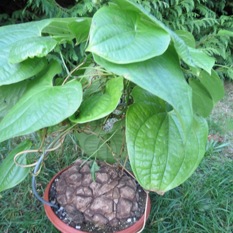 Dioscorea mexicana