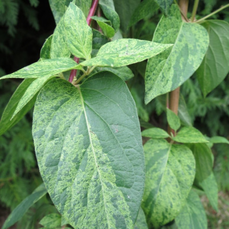 Lonicera 'mint crisp'®