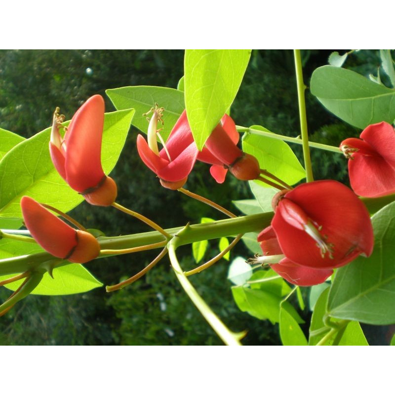Erythrina crista-galli Erythrina crista-galli