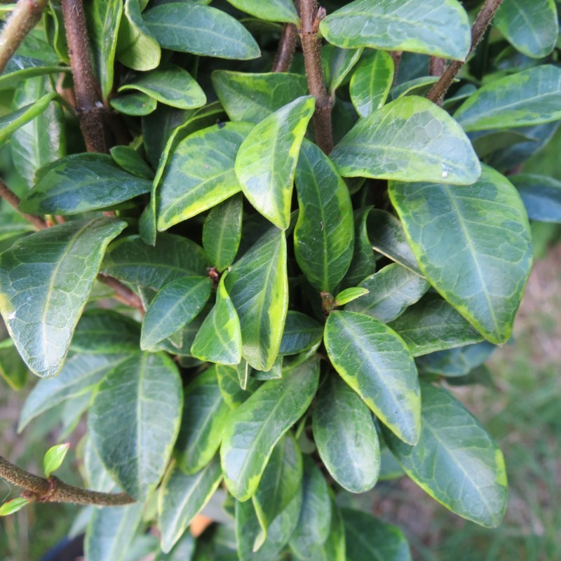 Trachelospermum jasminoides nana