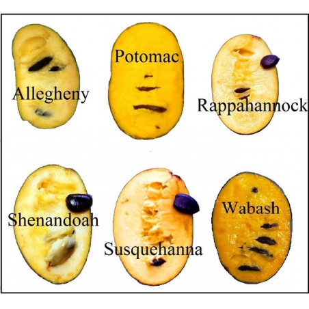 Asimina triloba Wabash