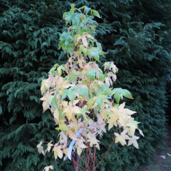 Liquidambar golden sun®